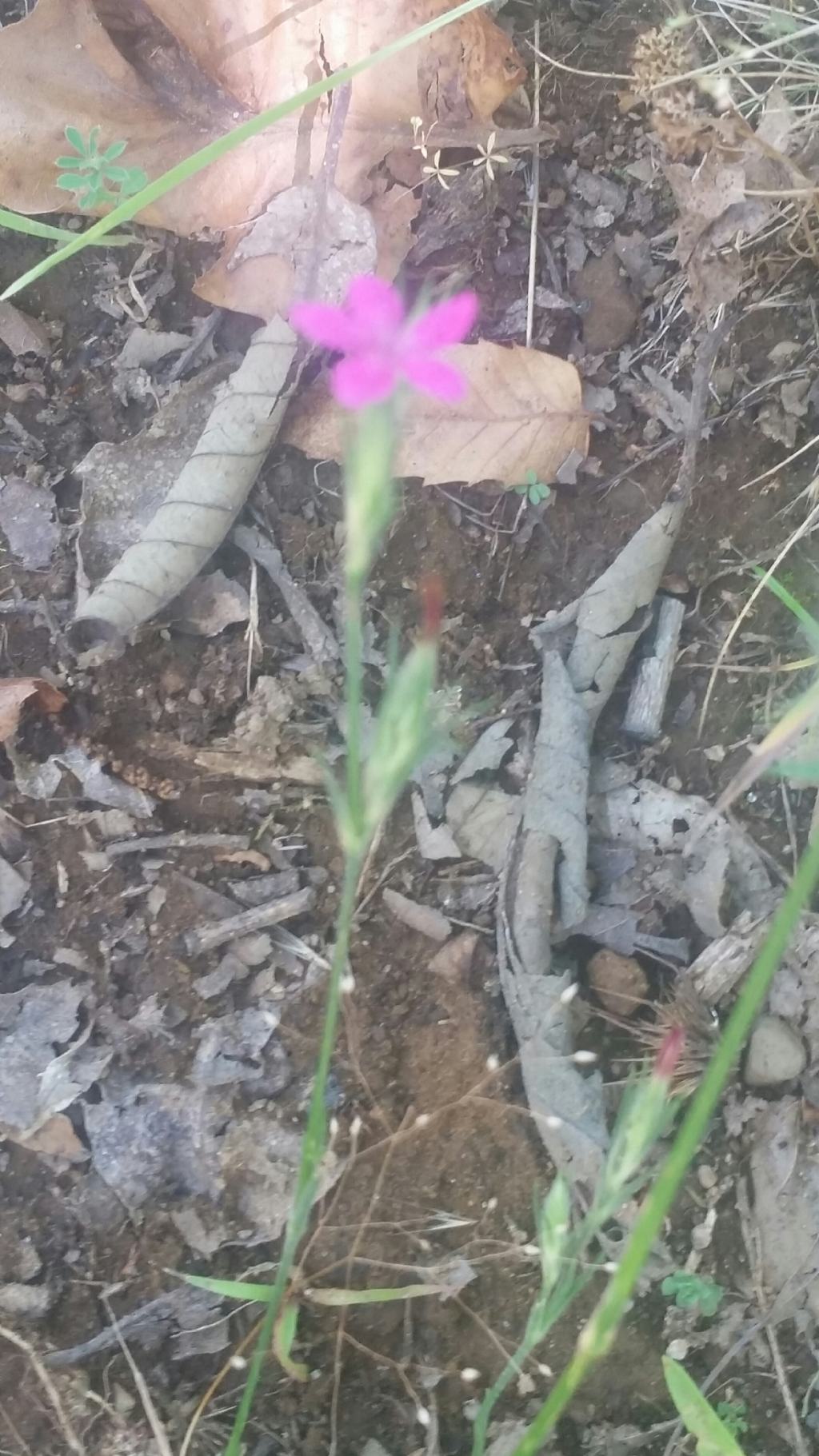 Dianthus armeria